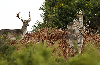 New Forest Deer - Lyndhurst